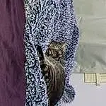 Purple, Sleeve, Textile, Dress, Grey, Owl, Pattern, Great Horned Owl, Bird Of Prey, Bird, Small To Medium-sized Cats, Wood, Felidae, Fashion Accessory, Chair, Linens, Day Dress, Tail, Feather, T-shirt