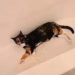 Cat, Small To Medium-sized Cats, Felidae, Bathtub, Whiskers, Carnivore, Tail, Domestic Short-haired Cat, Furry friends, Ear