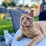 Eyes, Cat, Felidae, Carnivore, Small To Medium-sized Cats, Whiskers, Plant, Sky, Tree, Fawn, Window, Snout, Tail, Grass, Terrestrial Animal, Furry friends, Sitting, Domestic Short-haired Cat, Sand