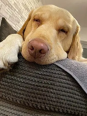 Name Labrador Retriever Dog Bongo
