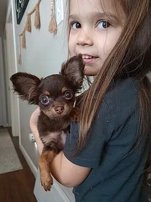 Name Chihuahua Dog Legend