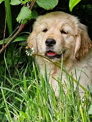 Golden Retriever Dog Calli
