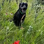 Plant, Plant Community, Dog, Tree, Carnivore, Grass, Groundcover, Water, Dog breed, Terrestrial Plant, Working Animal, Shrub, Grassland, Sky, Terrestrial Animal, Canidae, Herbaceous Plant, Prairie