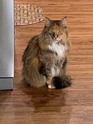 Name Maine Coon Cat Cami