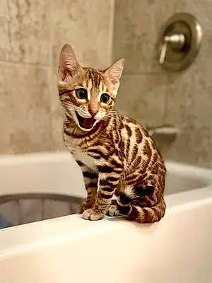 Name Bengal Cat Jasmine