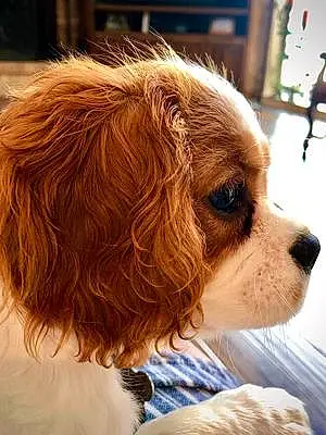 Name Cavalier King Charles Spaniel Dog Gwen