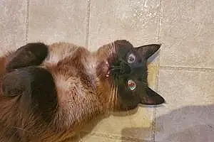 Name Siamese Cat Kingston