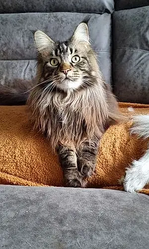 Name Maine Coon Cat Atlas