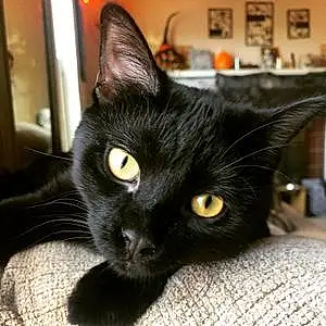Name Cat Elvira