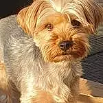 Dog, Dog breed, Canidae, Carnivore, Yorkshire Terrier, Terrier, Morkie, Small Terrier, Companion dog, Schnoodle, Snout, Dutch Smoushond, Norfolk Terrier, Australian Silky Terrier, Biewer Terrier, Sporting Lucas Terrier, Rare Breed (dog), Yorkipoo