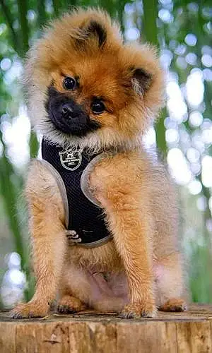 Pomeranian Dog Bear