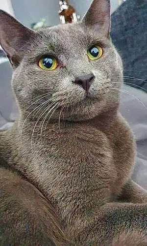Name Russian Blue Cat Harris