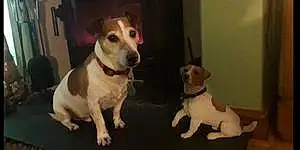 Name Jack Russell Dog Charly