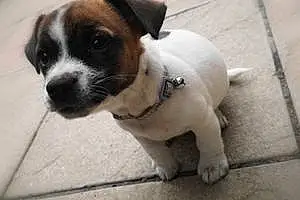 Name Jack Russell Dog Lea
