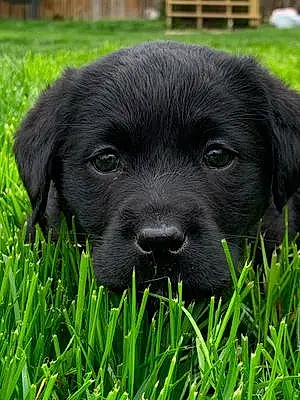 Name Labrador Retriever Dog Bristol