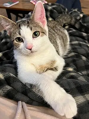 Name American Shorthair Cat Charlotte