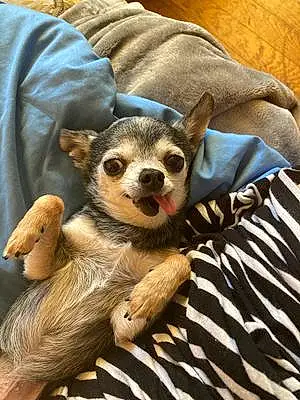 Name Chihuahua Dog Dottie