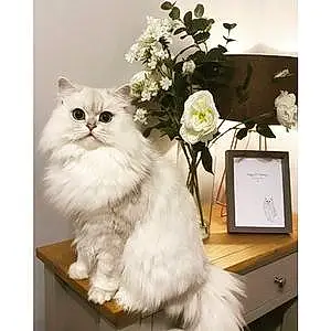 Name Persian Cat Harrison