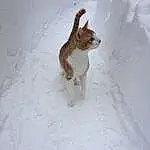 Snow, Fawn, Dog breed, Terrestrial Animal, Tail, Snout, Freezing, Whiskers, Winter, Furry friends, Event, Slope, Canidae, Precipitation