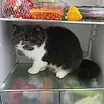 Cat, Felidae, Carnivore, Pet Supply, Small To Medium-sized Cats, Whiskers, Major Appliance, Gas, Snout, Cat Supply, Home Appliance, Kitchen Appliance, Domestic Short-haired Cat, Tail, Room, Box, Shelf, Packaging And Labeling, Animal Shelter