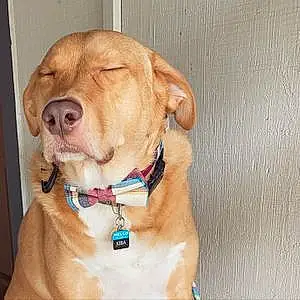 Name Labrador Retriever Dog Kiba