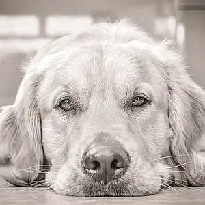 Golden Retriever Dog Charlie