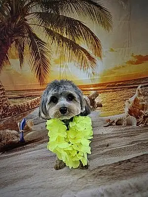 Beach Dog Barkley