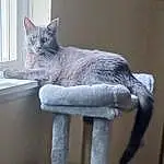Cat, Window, Felidae, Carnivore, Small To Medium-sized Cats, Grey, Whiskers, Cat Supply, Tail, Domestic Short-haired Cat, Furry friends, Russian blue, Shelf, Chair, Art, Room