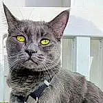Cat, Felidae, Carnivore, Small To Medium-sized Cats, Whiskers, Grey, Snout, Furry friends, Domestic Short-haired Cat, Window, Tail, Terrestrial Animal, Russian blue, Photo Caption