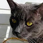 Cat, Felidae, Carnivore, Small To Medium-sized Cats, Grey, Whiskers, Snout, Black cats, Furry friends, Domestic Short-haired Cat, Comfort, Pet Supply, Havana Brown, Terrestrial Animal