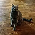 Cat, Felidae, Carnivore, Small To Medium-sized Cats, Wood, Grey, Whiskers, Fawn, Russian blue, Hardwood, Snout, Tail, Terrestrial Animal, Domestic Short-haired Cat, Furry friends, Wood Stain, Wood Flooring, Varnish, Shadow