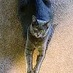 Cat, Felidae, Carnivore, Grey, Small To Medium-sized Cats, Whiskers, Fawn, Russian blue, Snout, Tail, Domestic Short-haired Cat, Furry friends, Window, Electric Blue, Terrestrial Animal, Paw, Shadow