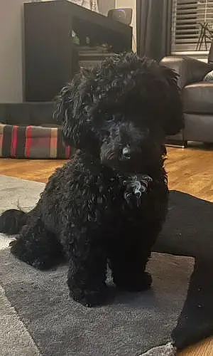 Name Poodle Dog Elvis