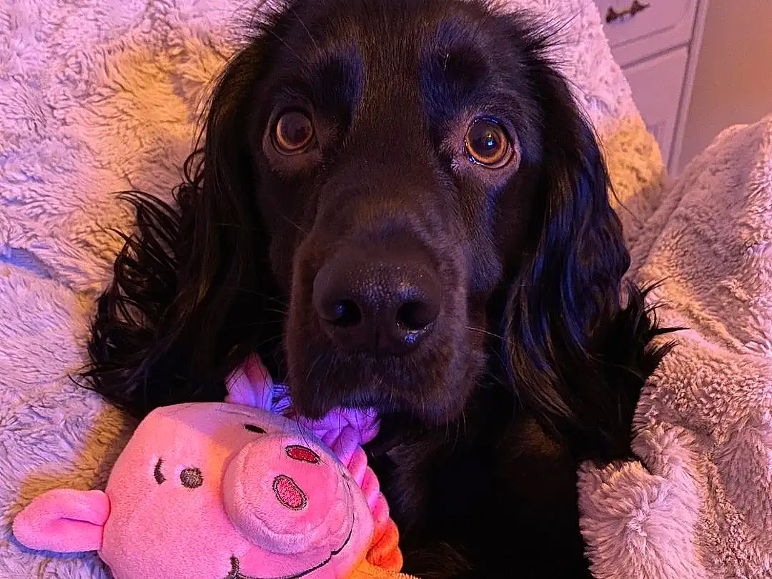 Dog, Dog breed, Carnivore, Pink, Liver, Companion dog, Fawn, Working Animal, Toy, Snout, Magenta, Spaniel, Dog Supply, Canidae, Furry friends, Stuffed Toy, Ball