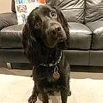 Dog, Couch, Dog breed, Carnivore, Liver, Working Animal, Companion dog, Dog Collar, Snout, Collar, Spaniel, Comfort, Gun Dog, Furry friends, Canidae, Studio Couch, Retriever