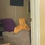 Cat, Furniture, Comfort, Wood, Felidae, Carnivore, Whiskers, Grey, Chair, Window, Fawn, Small To Medium-sized Cats, Hardwood, Tail, Television, House, Linens, Couch