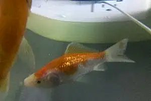 Fish Goldie