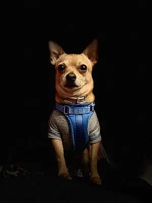 Name Chihuahua Dog Kratos