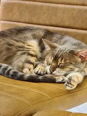 Bengal Cat Button