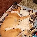Dog, Dog breed, Carnivore, Comfort, Companion dog, Fawn, Wood, Canidae, Nap, Working Animal, Sleep, Furry friends, Pet Supply, Linens, Non-sporting Group, Dog Supply