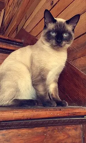 Name Siamese Cat Handsome