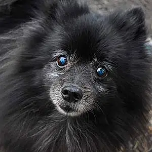 Name Pomeranian Dog Licorice