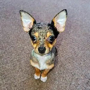Name Chihuahua Dog Hector
