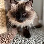 Cat, Siamese, Felidae, Carnivore, Whiskers, Small To Medium-sized Cats, Iris, Fawn, Snout, Birman, Furry friends, Terrestrial Animal, Balinese, Claw