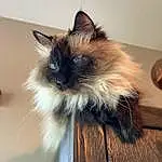 Cat, Felidae, Siamese, Carnivore, Whiskers, Small To Medium-sized Cats, Fawn, Balinese, Snout, Birman, Furry friends, Wood, Tail, Thai, Event, Mechanical Fan, Ragdoll, Natural Material