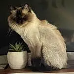 Cat, Felidae, Flowerpot, Plant, Small To Medium-sized Cats, Carnivore, Siamese, Whiskers, Houseplant, Tints And Shades, Tail, Furry friends, Birman, Still Life Photography, Balinese, Sitting, Art, Serveware, Claw