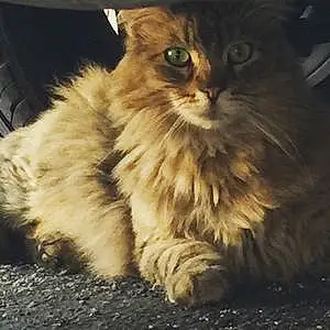 Name  Other Cat Fluffy