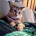 Cat, Comfort, Felidae, Carnivore, Small To Medium-sized Cats, Whiskers, Tail, Domestic Short-haired Cat, Furry friends, Paw, Linens, Wood, Sitting, Claw, Nap, Grass, Photo Caption