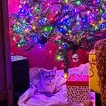 Christmas Tree, Cat, Christmas Ornament, Decoration, Purple, Light, Felidae, Plant, Carnivore, Interior Design, Pink, Violet, Ornament, Christmas Decoration, Fawn, Magenta, Small To Medium-sized Cats, Tree, Event, Holiday Ornament