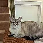 Cat, Felidae, Window, Picture Frame, Carnivore, Small To Medium-sized Cats, Comfort, Grey, Whiskers, Cat Supply, Tail, Snout, Cat Furniture, Domestic Short-haired Cat, Wood, Furry friends, Sitting, Paw, Room